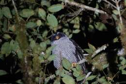 Image of Black-and-white Owl