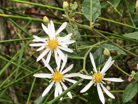 Olearia nernstii F. Müll. resmi