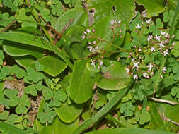 Image of Crassula multicava subsp. multicava