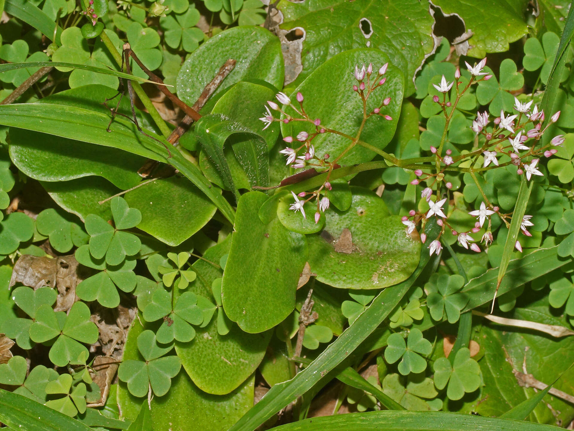 Image of Crassula multicava subsp. multicava