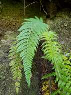 Image of Dudley's swordfern