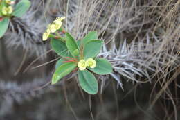 Sivun Euphorbia fianarantsoae Ursch & Leandri kuva