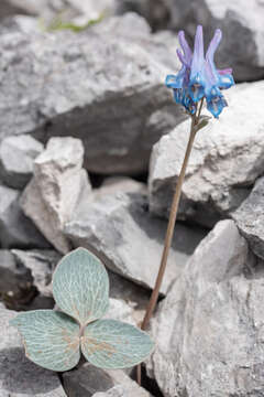 Image of Corydalis hemidicentra Hand.-Mazz.