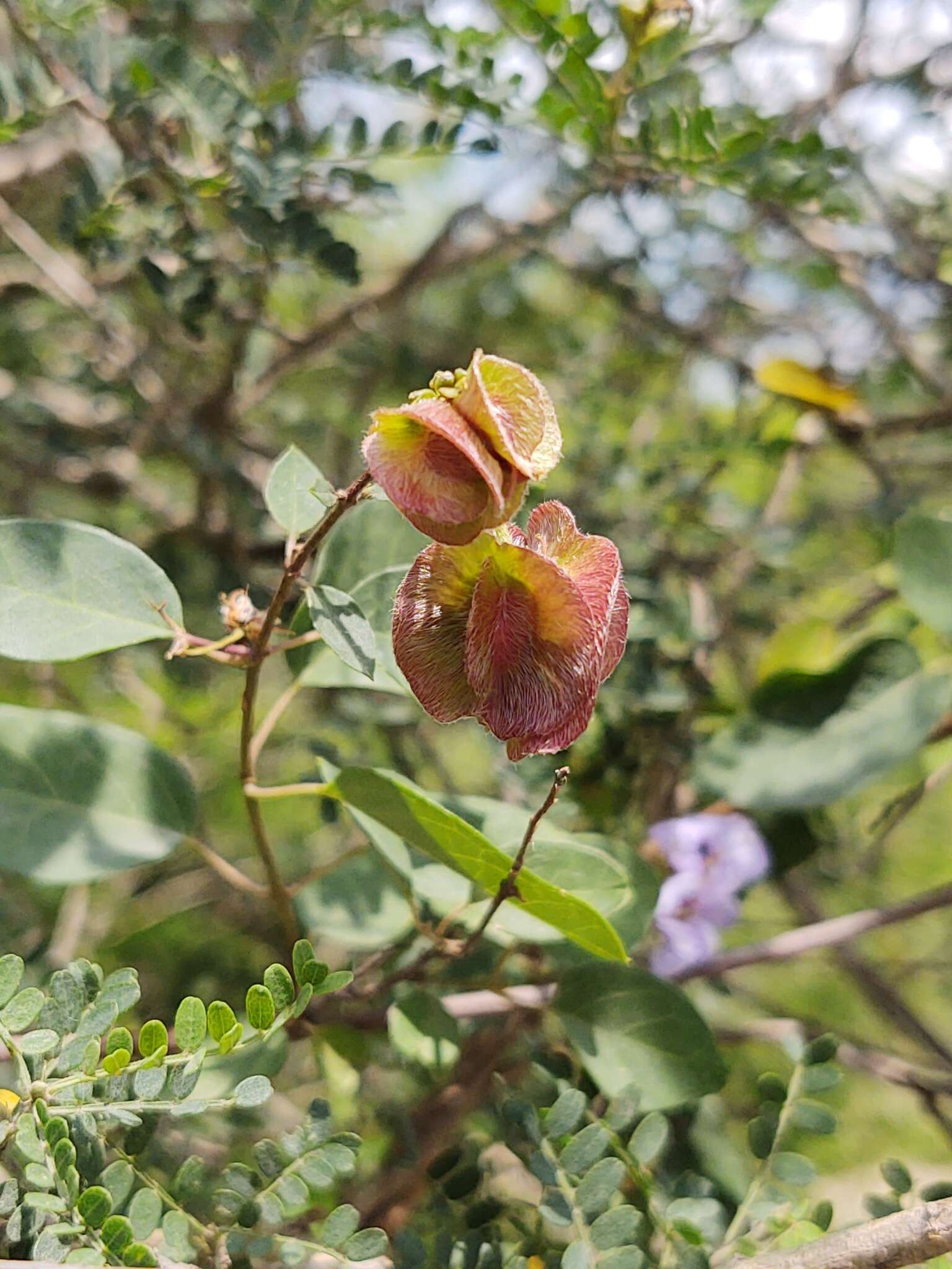 Image of Mascagnia lilacina (S. Wats.) Nied.