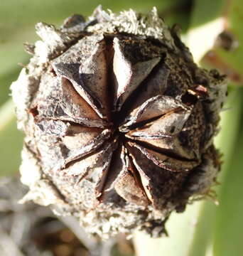 Image of Machairophyllum bijliae (N. E. Br.) L. Bol.