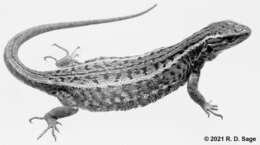 Image of Liolaemus araucaniensis Müller & Hellmich 1932