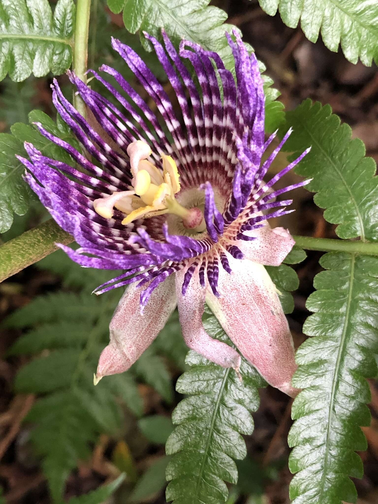 Image de Passiflora laurifolia L.