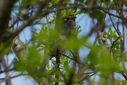 Слика од Vireo brevipennis (Sclater & PL 1858)