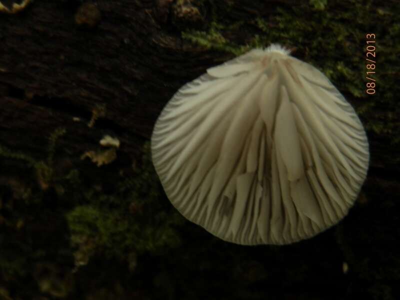 Crepidotus epibryus (Fr.) Quél. 1888 resmi