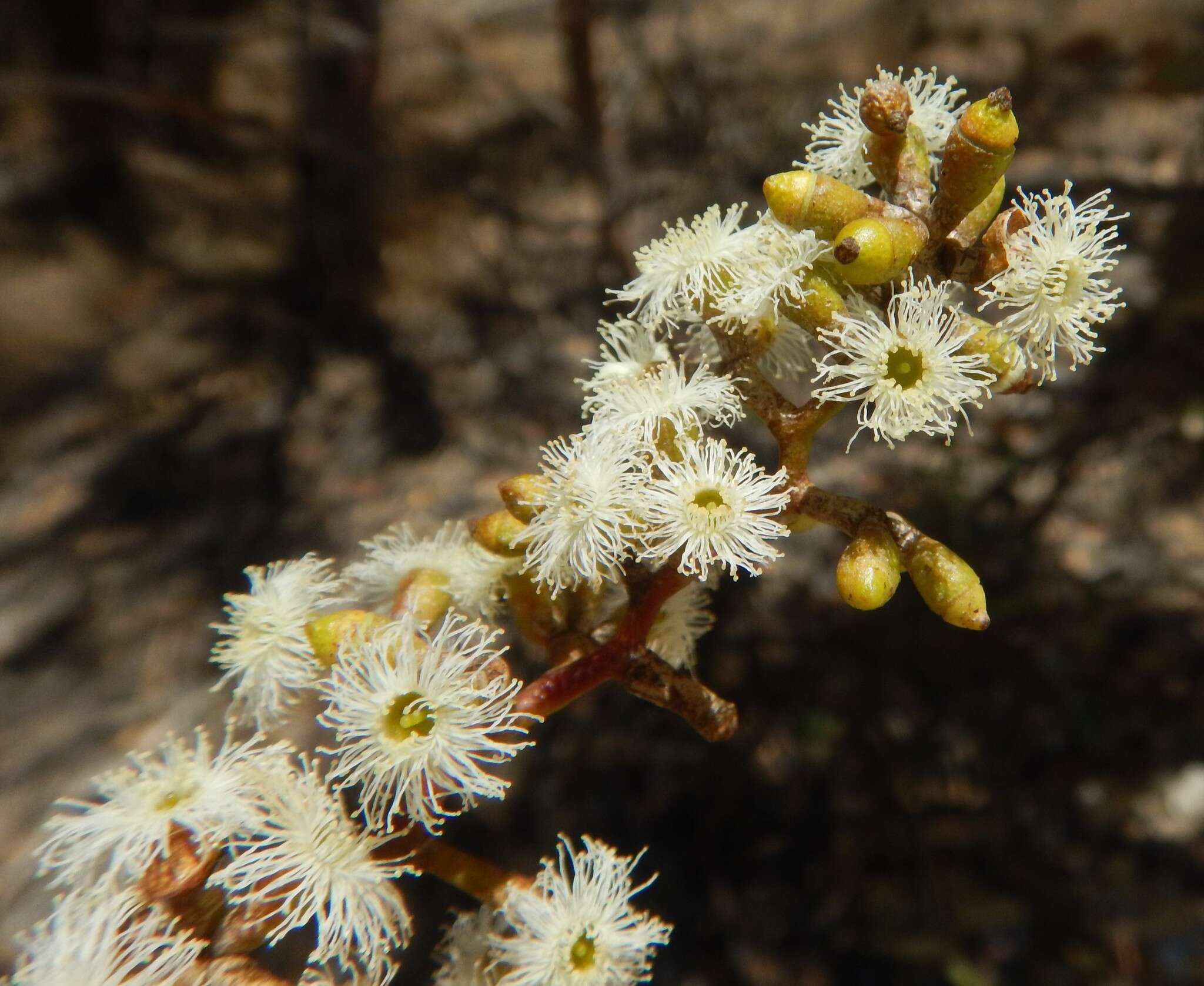 Слика од Eucalyptus behriana F. Müll.