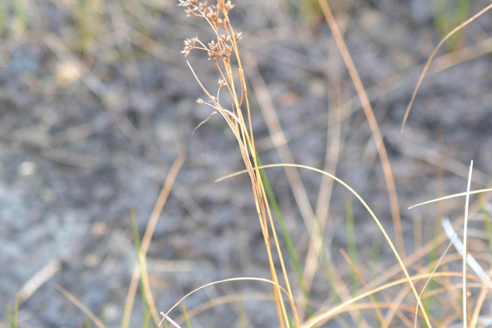 Слика од Cladium mariscoides (Muhl.) Torr.