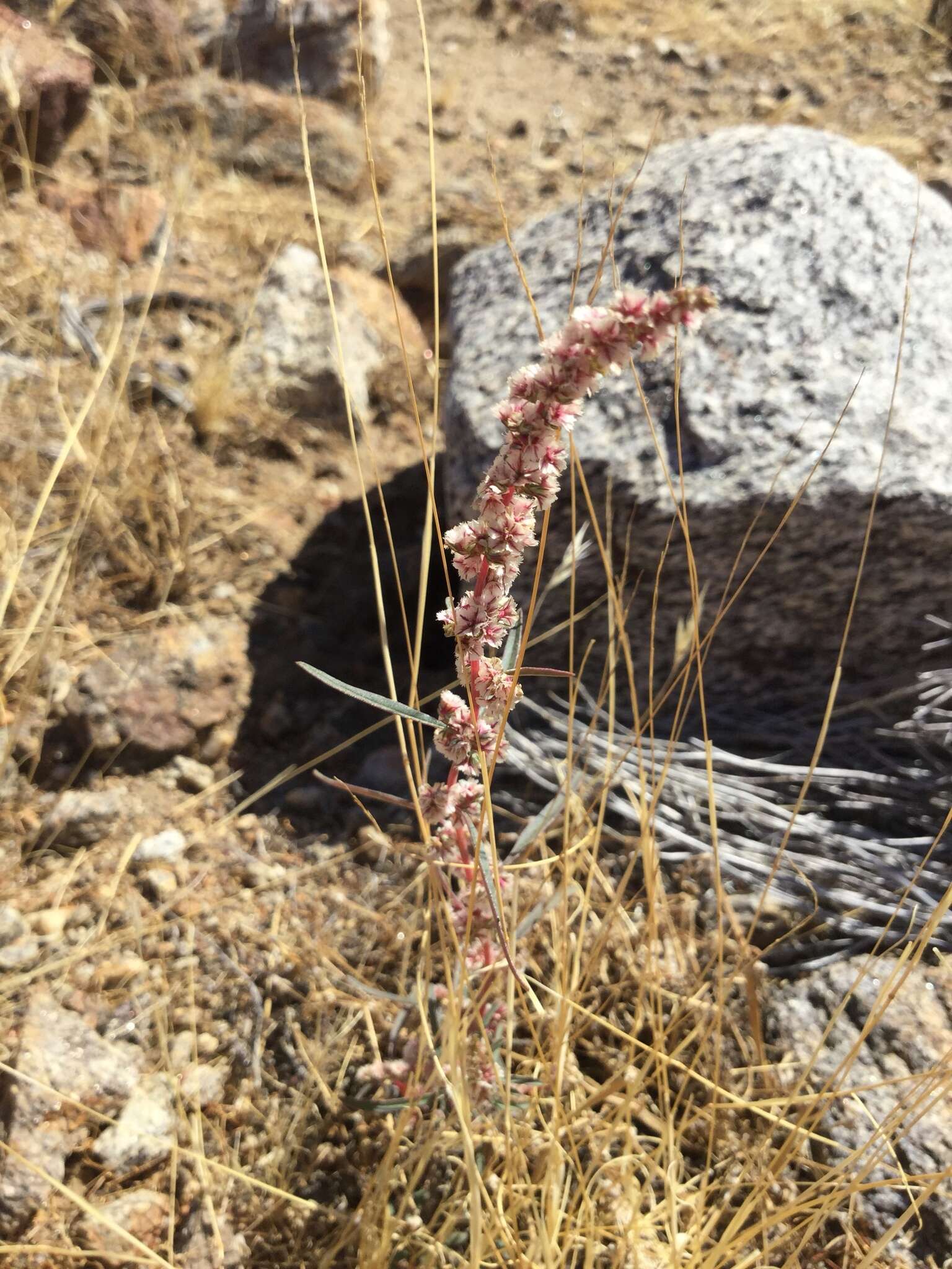 Image of fringed amaranth