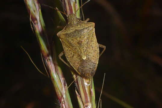 Image of One Spotted Stink Bug