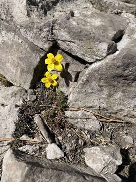 Image of Bidens anthemoides (DC.) Sherff