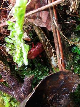 Image of Santander Poison Frog