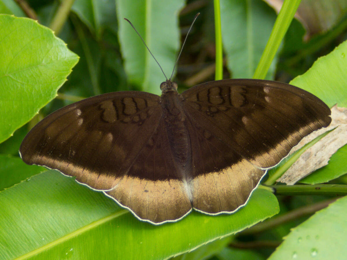 Tanaecia lepidea cognata resmi