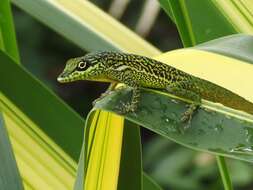 Image of Martinique's Anole