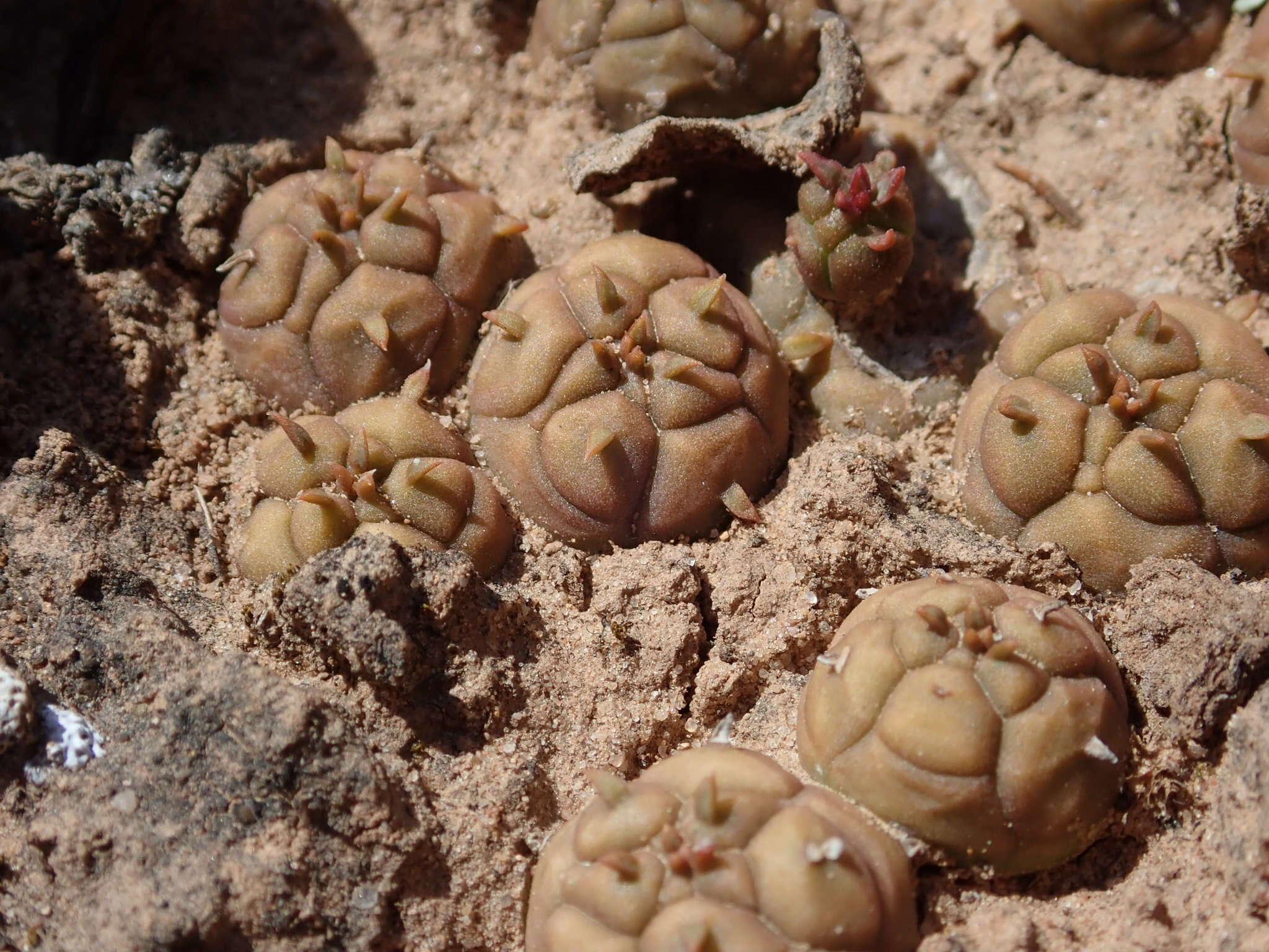 Image of Globose Euphorbia