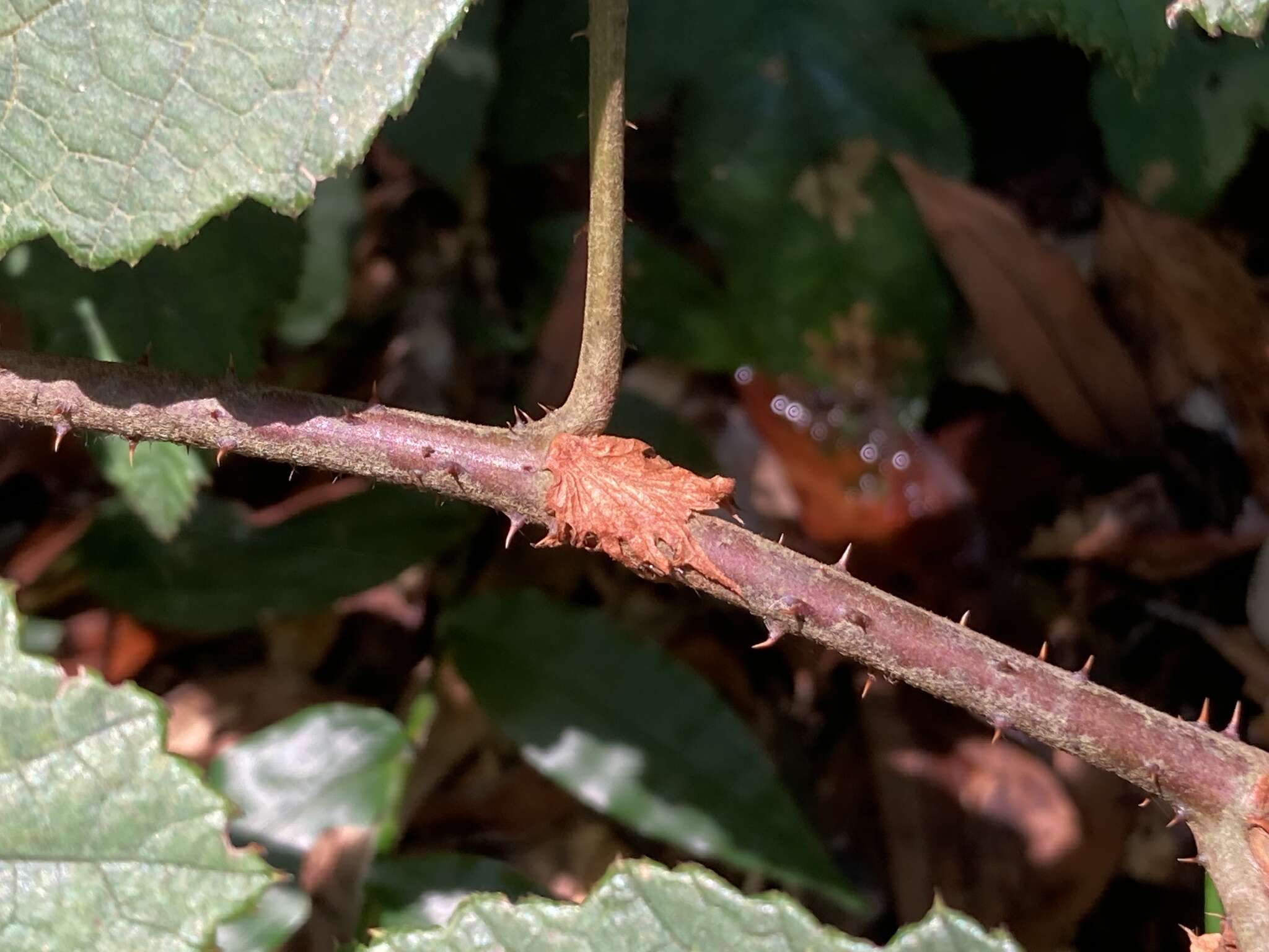 Image of Rubus reflexus var. hui (Diels ex Hu) F. P. Metcalf