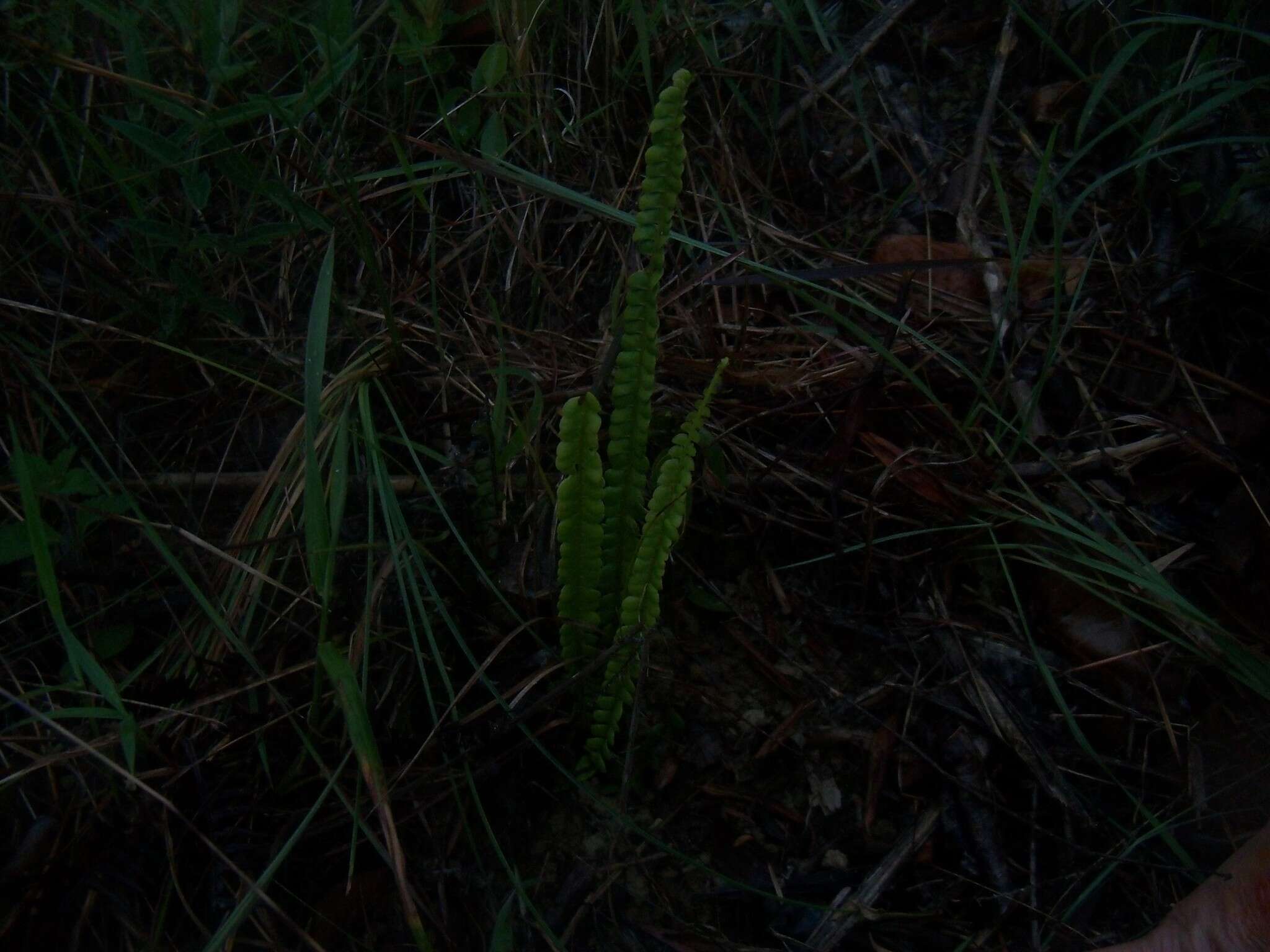 Image of Small-Stalk Necklace Fern
