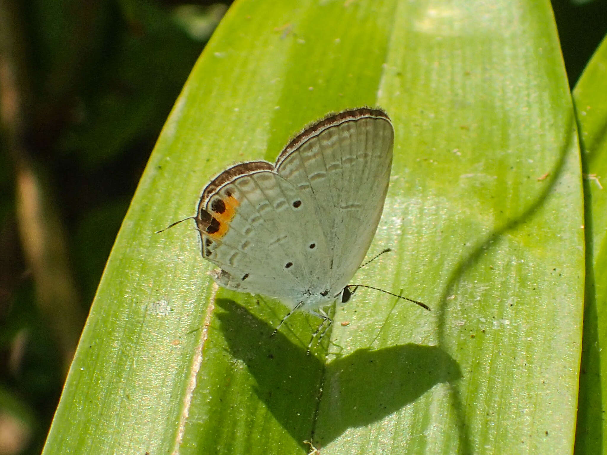 Image of Everes lacturnus rileyi