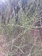 Image of Ephedra americana Humb. & Bonpl. ex Willd.