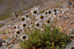 Image of Tanacetum pulchrum (Ledeb.) Sch. Bip.