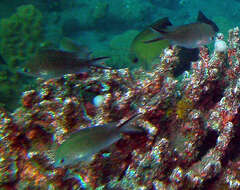 Image of Ternate chromis