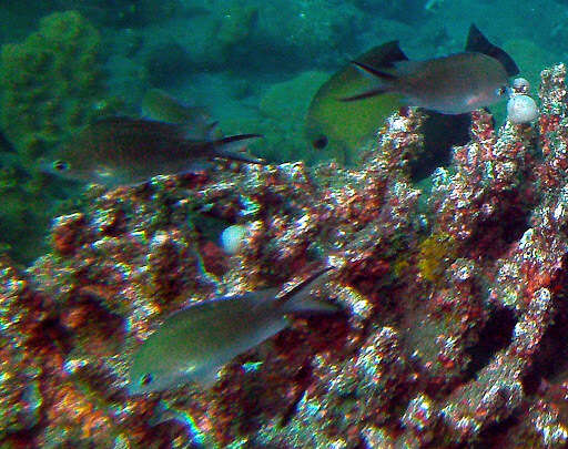 Image of Ternate chromis