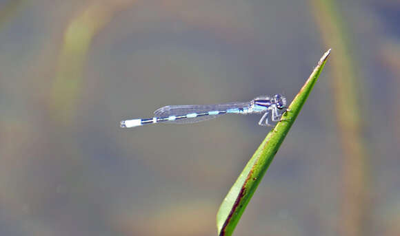 Image of Little Bluet