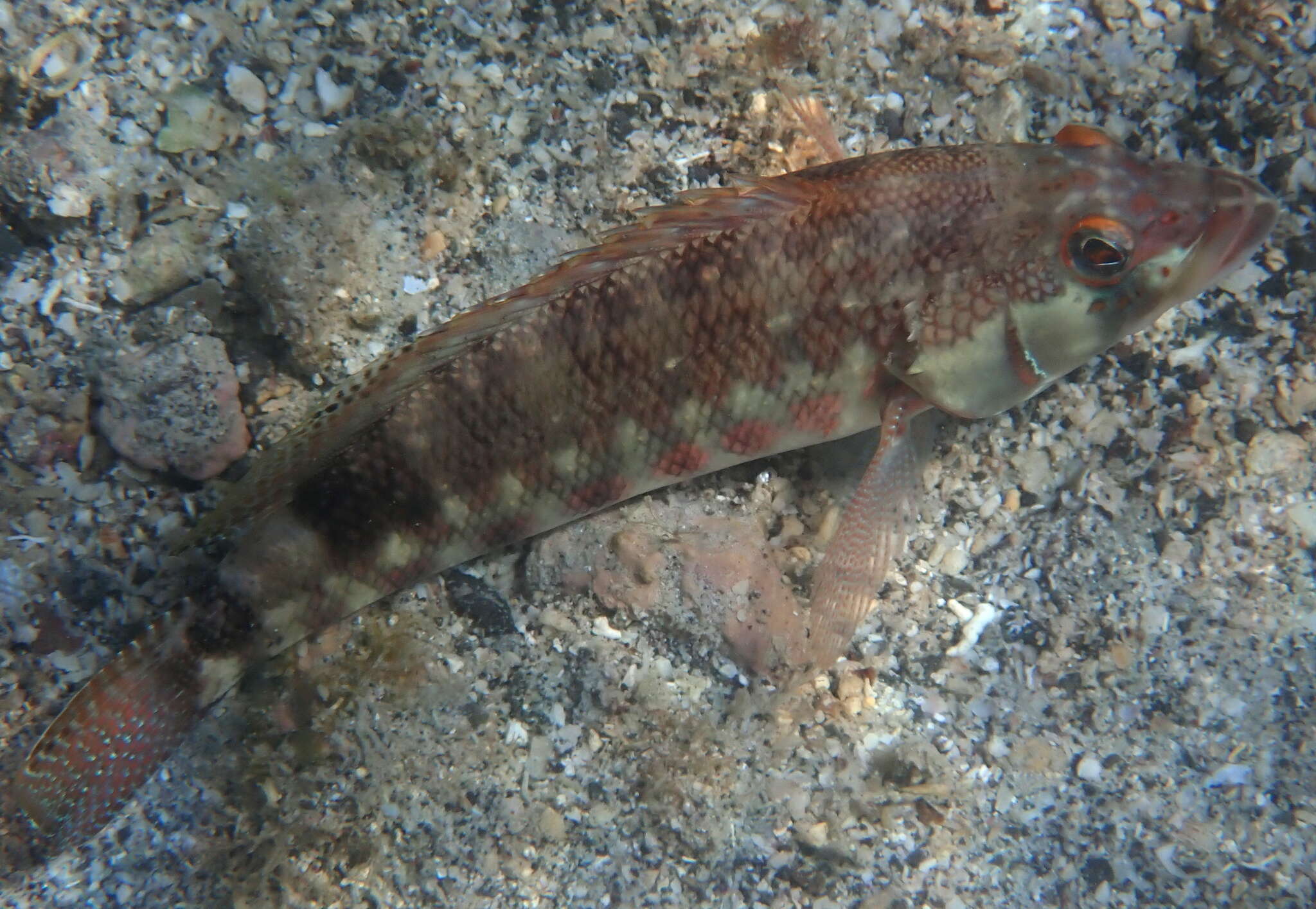 Serranus psittacinus Valenciennes 1846 resmi