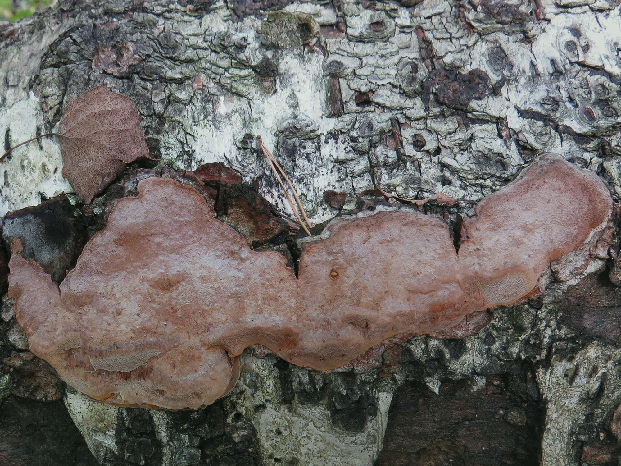 Image of Phellinus laevigatus (P. Karst.) Bourdot & Galzin 1928