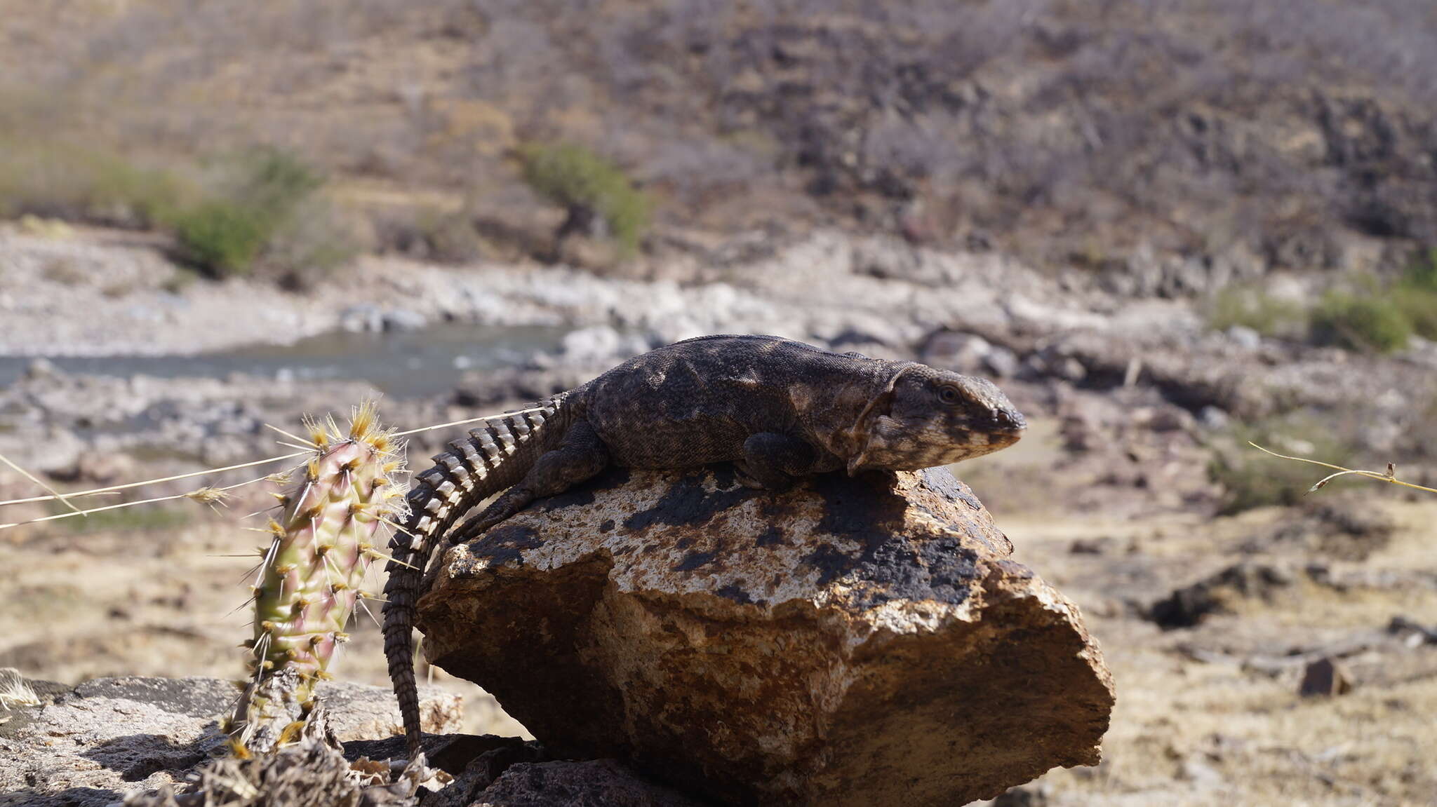 Image of Balsas Armed Lizard