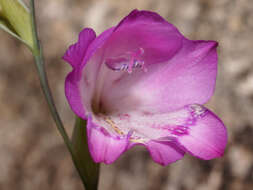 Imagem de Gladiolus inflatus (Thunb.) Thunb.