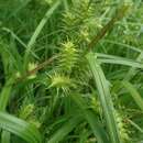 Image of Carex dickinsii Franch. & Sav.