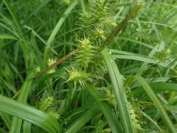 Image of Carex dickinsii Franch. & Sav.