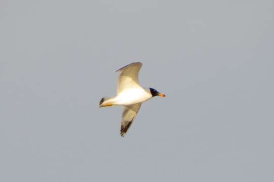 Image of Pallas's Gull