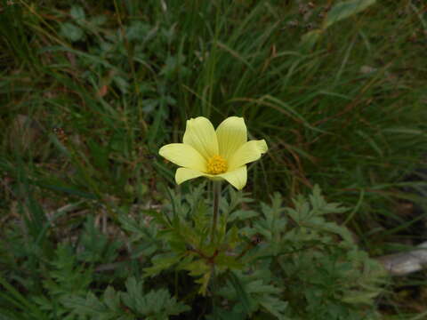 Imagem de Pulsatilla alpina subsp. apiifolia (Scop.) Nyman