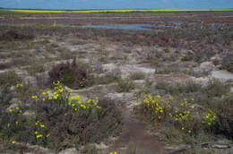 Image of Senecio lacustrinus I. Thomps.