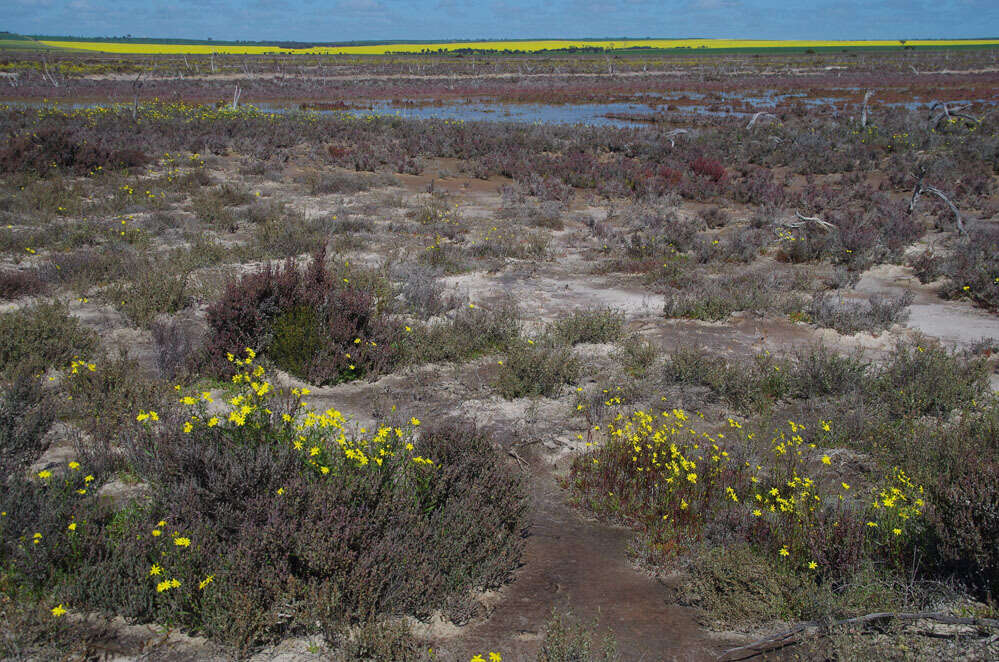 Image de Senecio lacustrinus I. Thomps.