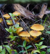 Image of Armillaria luteobubalina Watling & Kile 1978