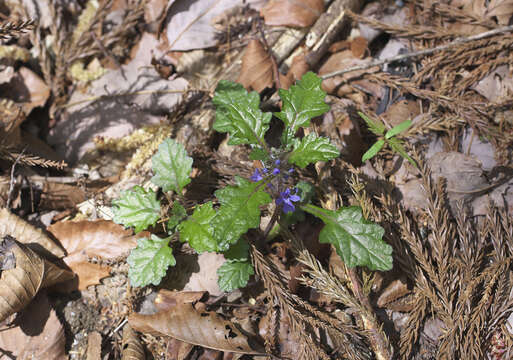 Image of Ajuga makinoi Nakai