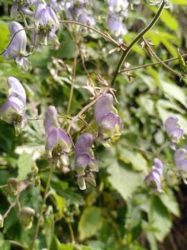 Image of Manchurian monkshood