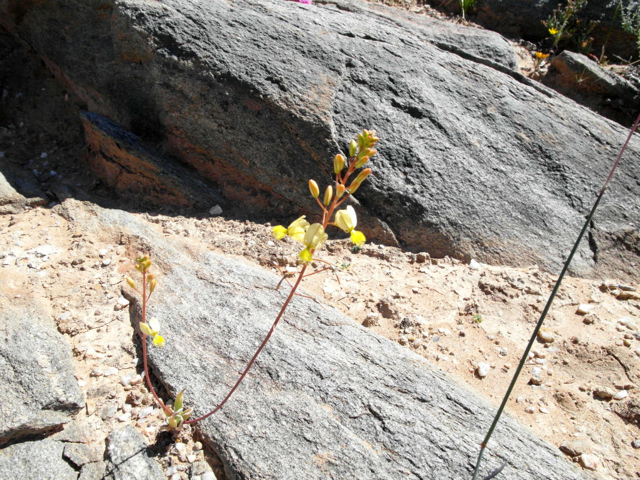 Image of Bulbine wiesei L. I. Hall