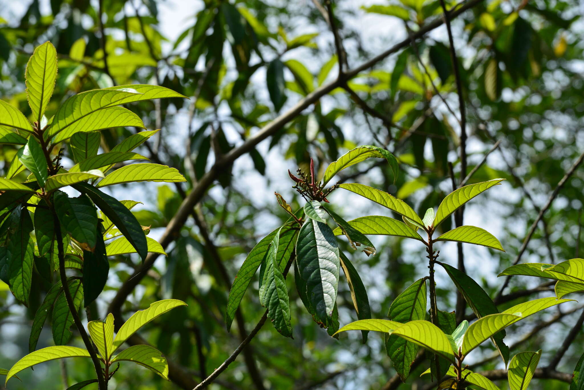 Image of Symplocos cochinchinensis subsp. cochinchinensis