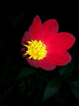 Image de Dahlia coccinea Cav.