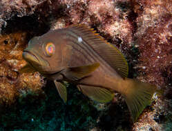 Слика од Epinephelus costae (Steindachner 1878)