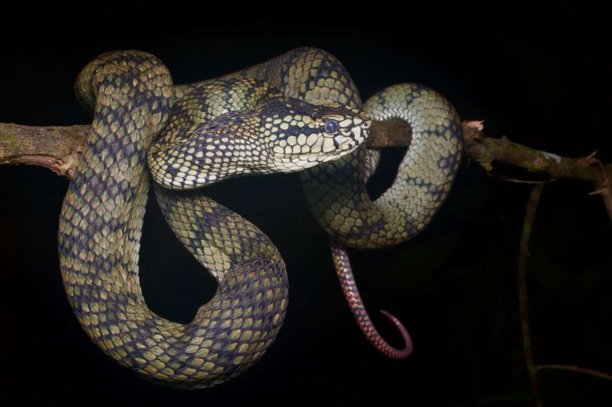 Image of Malcolm’s pitviper