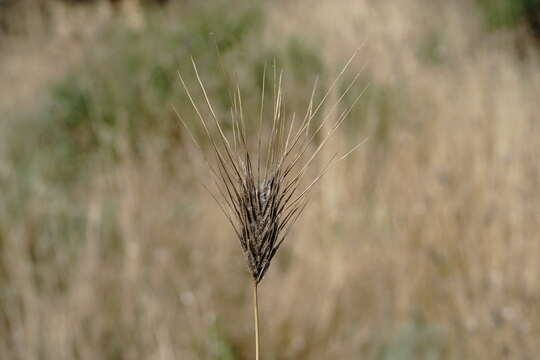 Image of mosquitograss