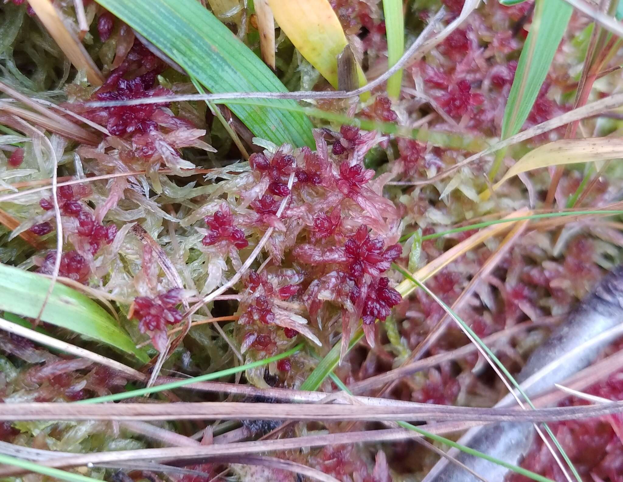 Sphagnum angermanicum Melin 1919的圖片